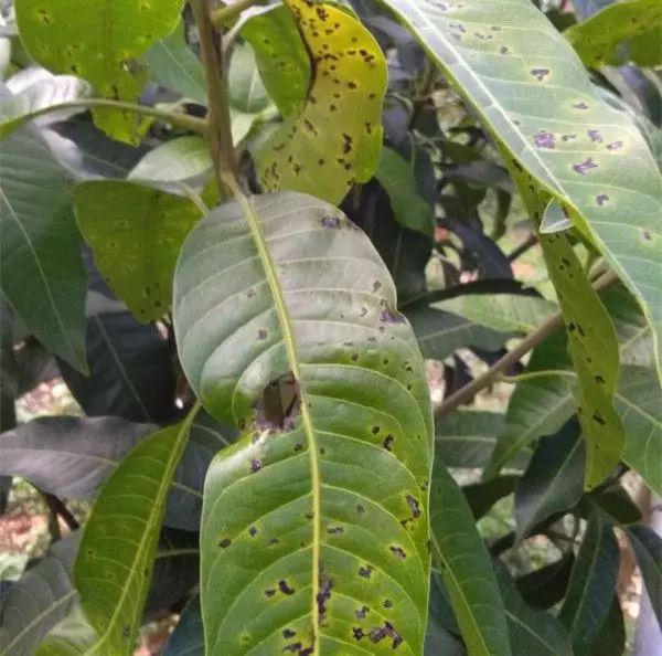 告别芒果角斑病，为芒果树披上护甲，对抗病害！