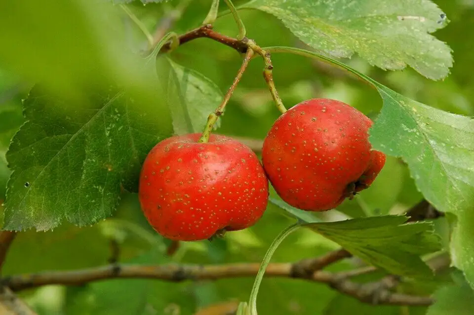 山楂树上挂满金珠，枝头硕果累累，美味源自自然