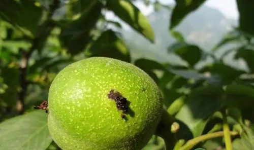 核桃黑斑病克星现身，最佳治疗方案拯救你的绿色金库！