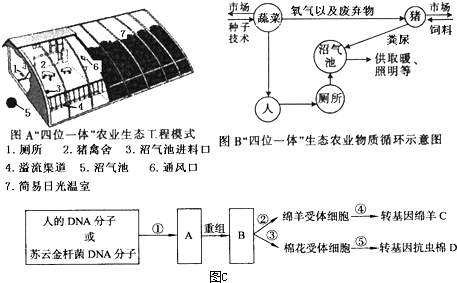 四位一体生态农业技术颠覆传统，经济效益与生态价值双丰收的秘密！