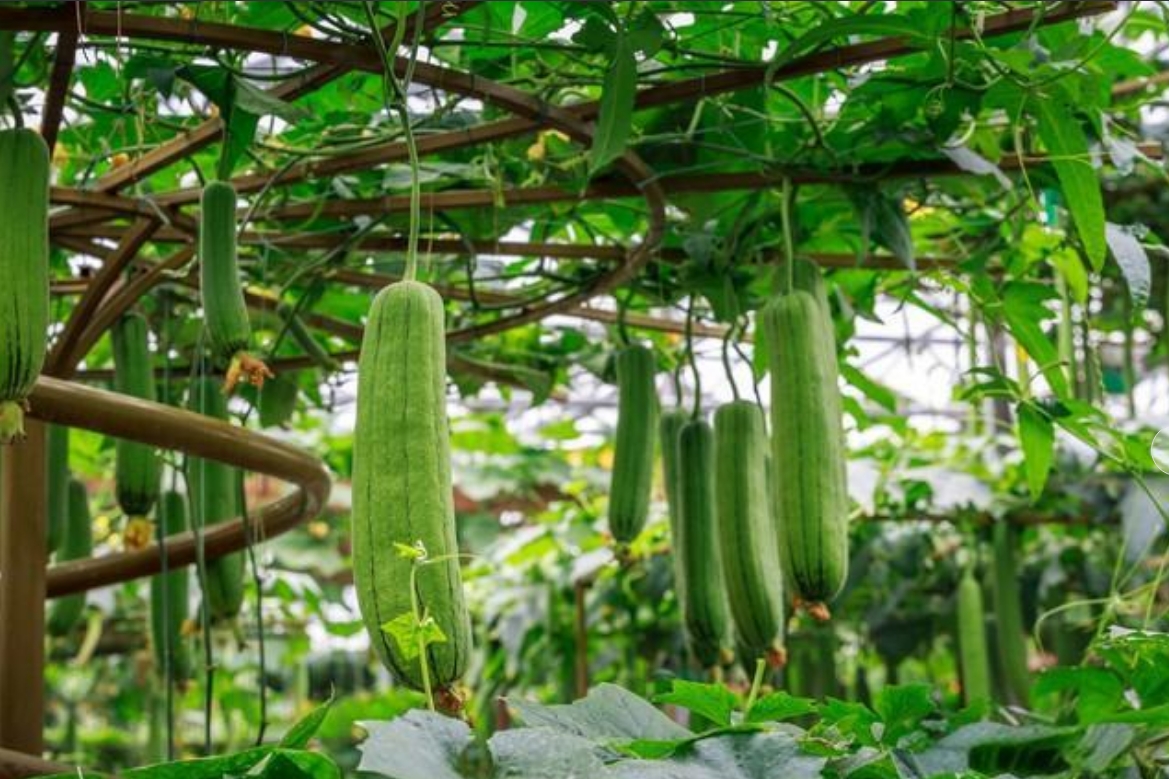 丝瓜植物分类食用价值起底！