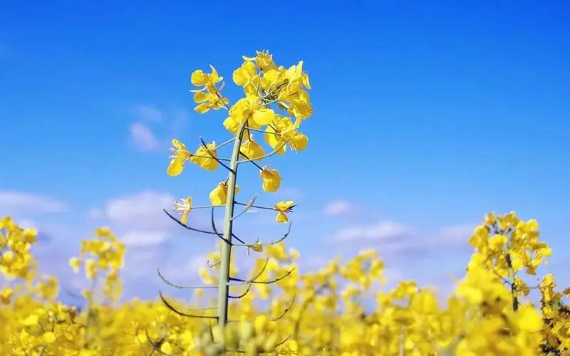 探寻油菜花盛开的时间秘密，带你捕捉每一朵绽放的瞬间！