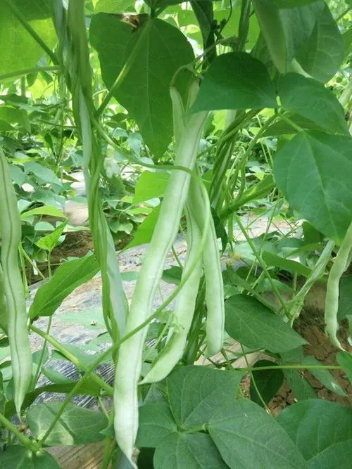 芸豆夏日餐桌上的绿色奇迹，最佳生长季揭秘！