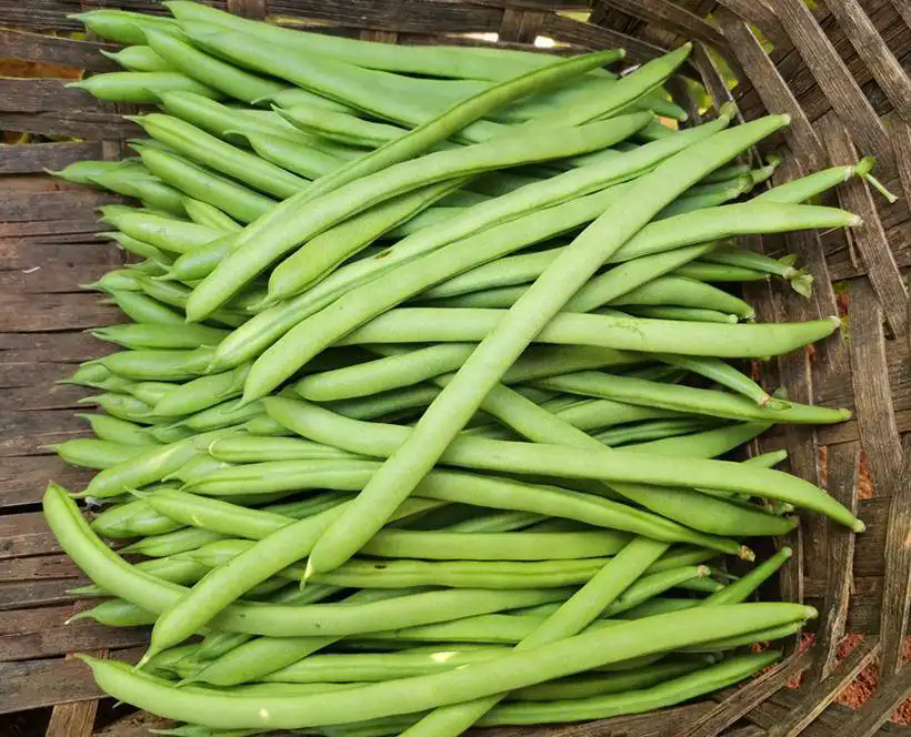 芸豆夏日餐桌上的绿色奇迹，最佳生长季揭秘！