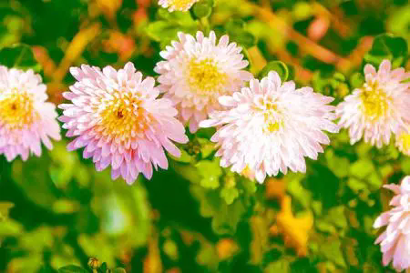 菊花色彩多样性的生物学解读，光线与色素的奇妙游戏！