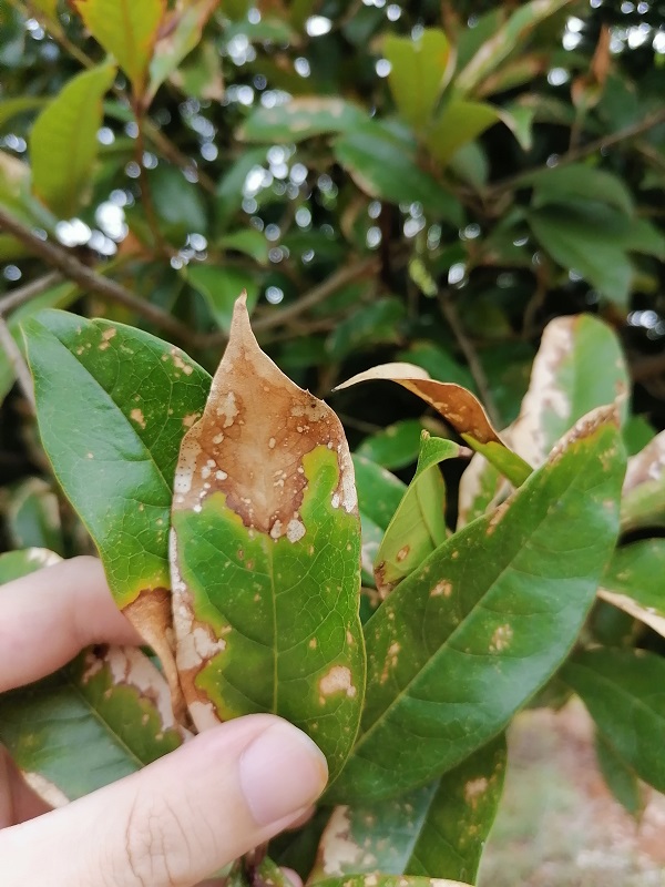 桂花树：当叶子开始干枯掉落，紧急救援行动全纪录！