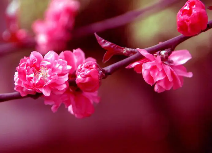 樱花红色之谜，解码自然界的色素魔法！