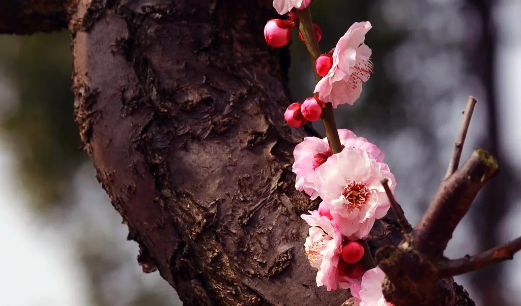 梅花树结果子的真相，揭露梅花王国的隐秘魅力