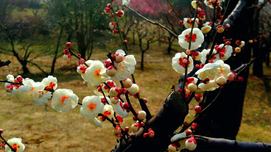 梅花树结果子的真相，揭露梅花王国的隐秘魅力