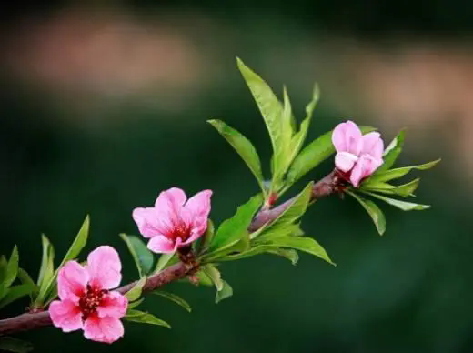 桃花先开花后长叶，时间万物顺序背后的生态策略