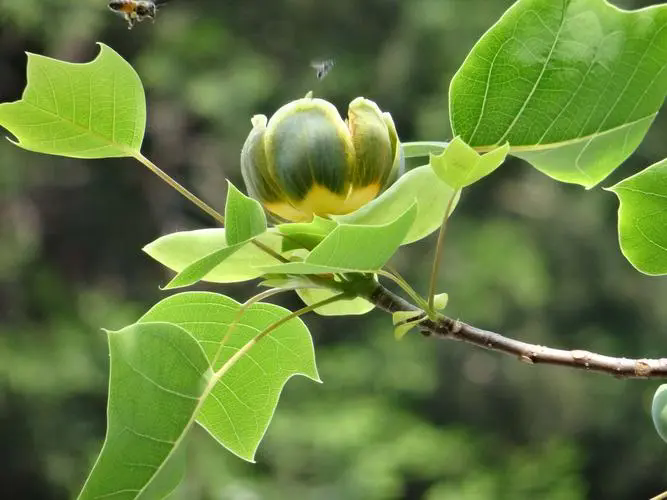 鹅掌楸春夏绿意盎然，秋冬落叶归根，探索其独特的植物学风采！