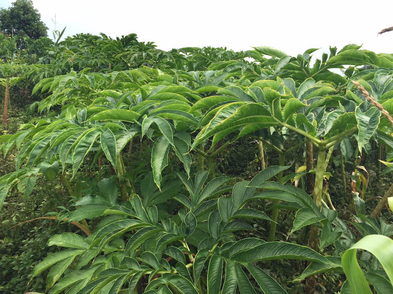 震撼丑八怪！高清大图带你走进魔芋的世界，了解它的全部秘密