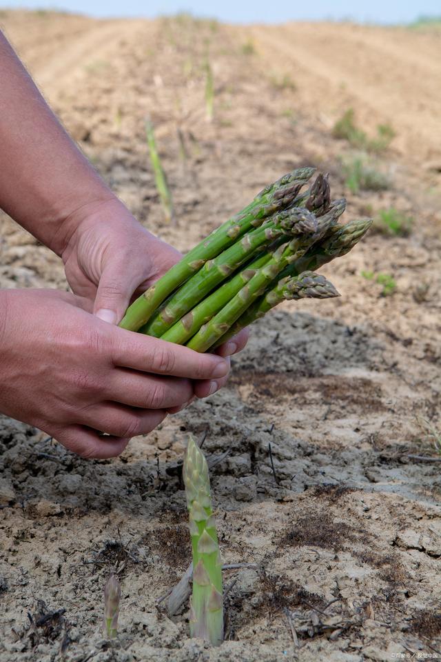 芦笋种植全攻略：掌握时间与方法技巧，收获营养与财富的双重惊喜！