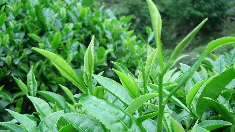 茶色生香-茶叶种植种类大盘点，图片大全展现茶的色彩斑斓！