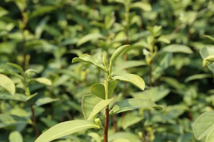 茶色生香-茶叶种植种类大盘点，图片大全展现茶的色彩斑斓！