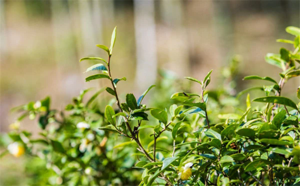 茶色生香-茶叶种植种类大盘点，图片大全展现茶的色彩斑斓！