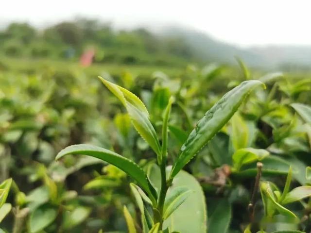 茶色生香-茶叶种植种类大盘点，图片大全展现茶的色彩斑斓！