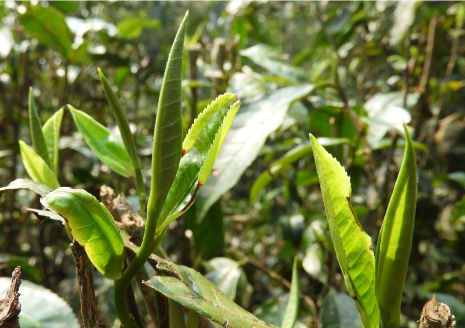 茶色生香-茶叶种植种类大盘点，图片大全展现茶的色彩斑斓！