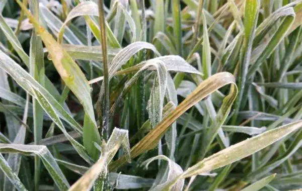 小麦冬天抗寒手册-揭秘小麦如何抵抗严寒，在冬季冰雪中茁壮成长！