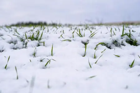 小麦冬天抗寒手册-揭秘小麦如何抵抗严寒，在冬季冰雪中茁壮成长！