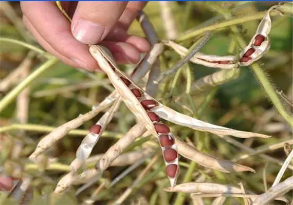 红豆种植宝典：时间选对，方法用对，确保每一颗红豆的饱满与香甜！