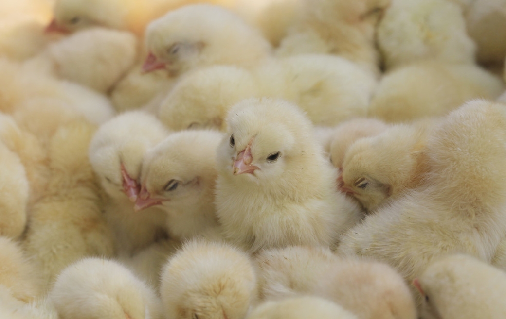 <b>雏鸡健康养殖的绿色奇迹：迎接雏鸡养殖事业的辉煌未来！</b>