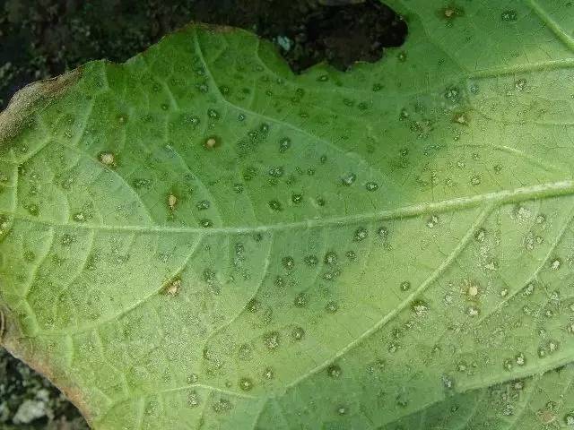 守护甜蜜日记-哈密瓜角斑病症状图片特效药治疗方案推荐！