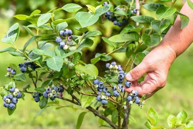 蓝莓杀手现身说法：蓝莓干枯枝条的幕后原因推手，你绝对想不到！