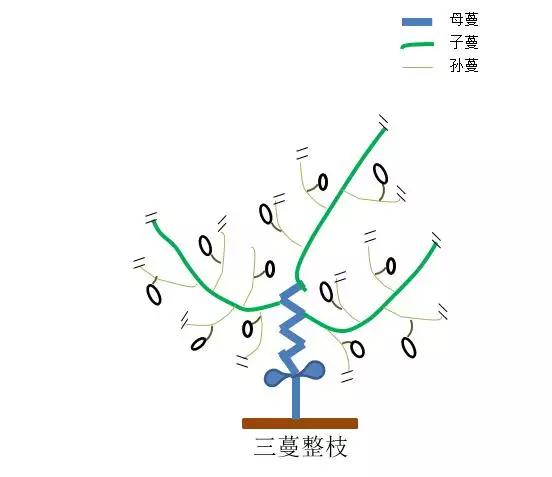 从枝繁叶茂到硕果累累：甜瓜整枝打杈图解指南，让你的瓜田变丰收乐园！