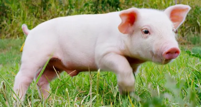 <b>猪宝宝成长加速器：哺乳仔猪养殖秘籍，营养、环境与健康管理的养殖方法！</b>