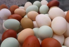 <b>鸡蛋艺术品美学：从纯白到深褐，蛋鸡产下不同颜色鸡蛋的科学解析。</b>