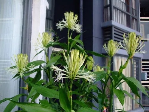 <b>富贵竹开花的珍贵瞬间，了解开花条件与花型特征，感受富贵竹另一面美丽！</b>