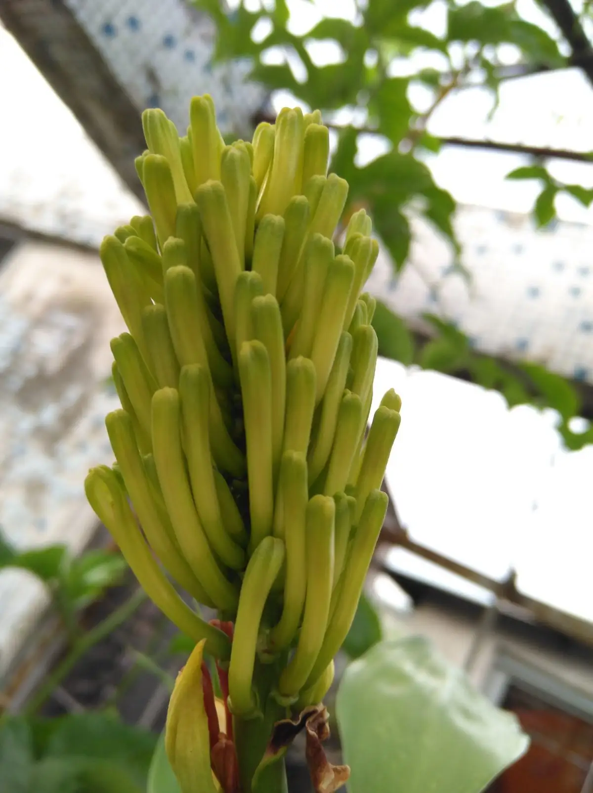 富贵竹开花的珍贵瞬间，了解开花条件与花型特征，感受富贵竹另一面美丽！