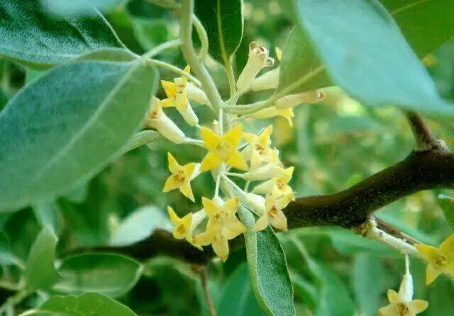 沙漠之花：沙枣树开花盛开时刻，高清大图带你领略每一朵花的细腻与坚韧！