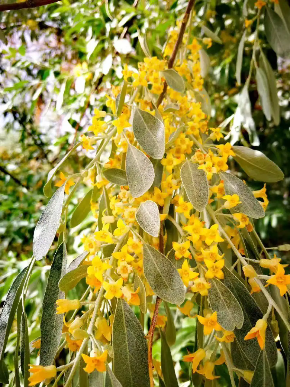 沙漠之花：沙枣树开花盛开时刻，高清大图带你领略每一朵花的细腻与坚韧！