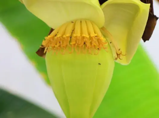 <strong>芭蕉花从观赏到美食，揭秘这朵花的食用价值探索热带食材的无</strong>