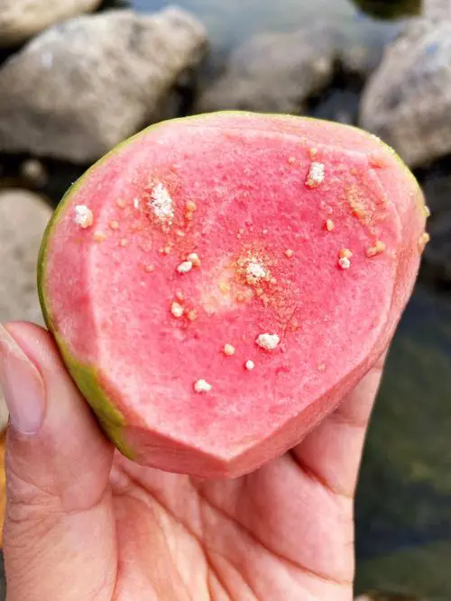 果中钻石：芭乐的功效与作用，利用其抗氧化剂与膳食纤维促进身体健康！