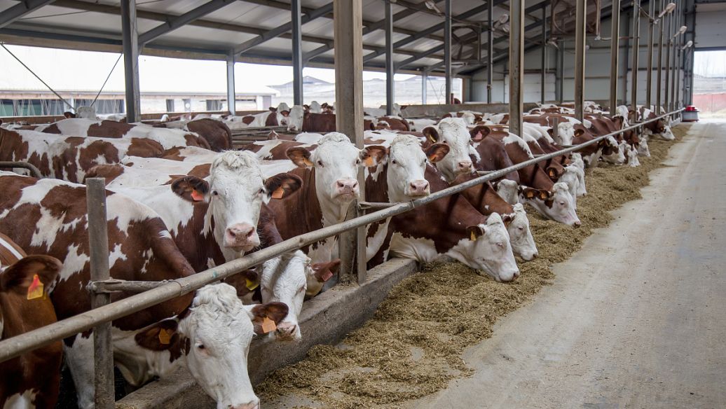<b>肥牛速成法：育肥牛饲料配方解析，通过精准营养配比加速生长实现经济效益。</b>