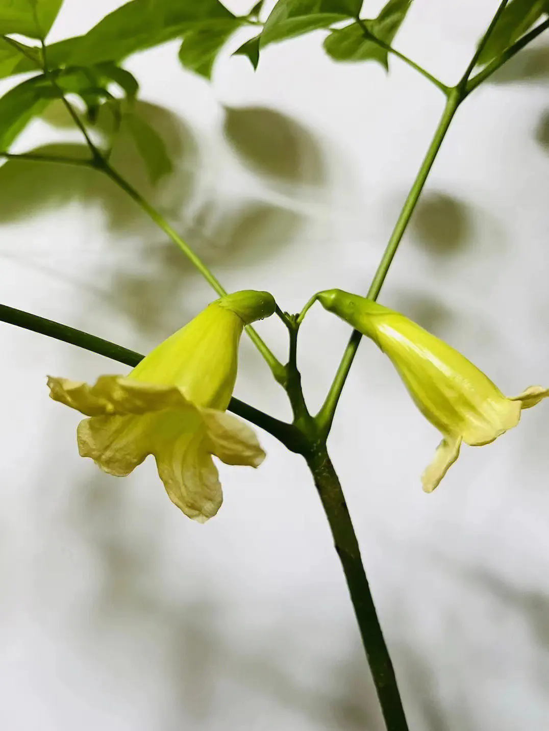 绿意中的奇迹：幸福树开花结果养护秘籍首度公开