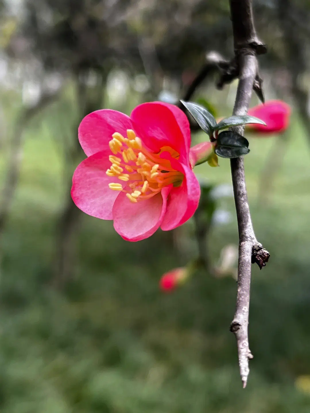 春色满园海棠花开花绽放日期预告，三月春风里的第一抹嫣红