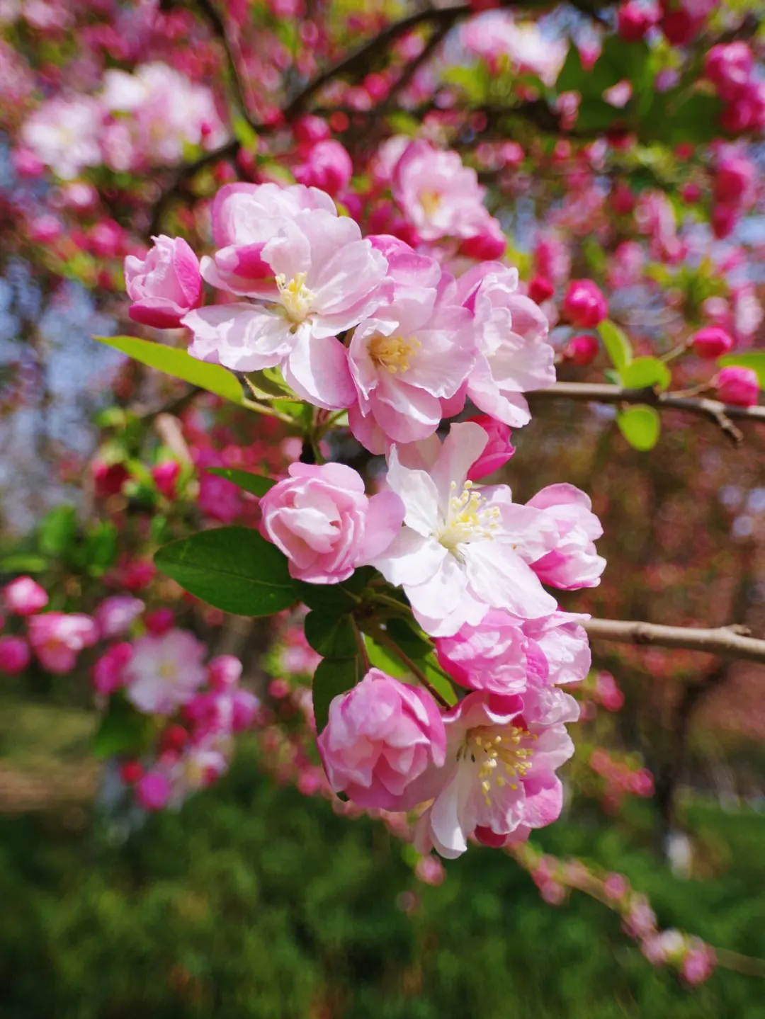 春色满园海棠花开花绽放日期预告，三月春风里的第一抹嫣红