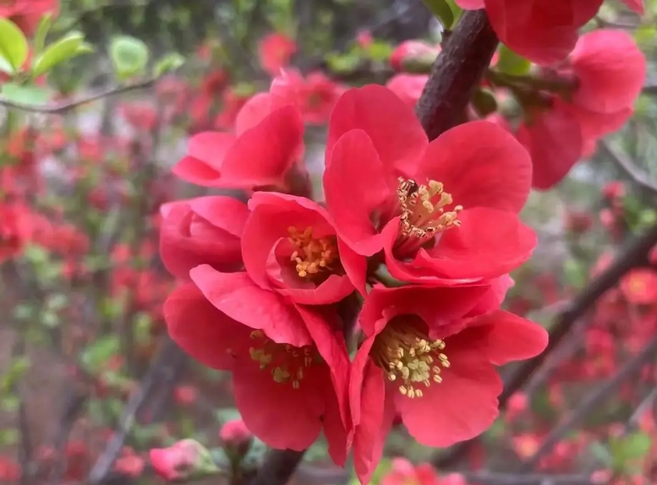 <b>春色满园海棠花开花绽放日期预告，三月春风里的第一抹嫣红</b>