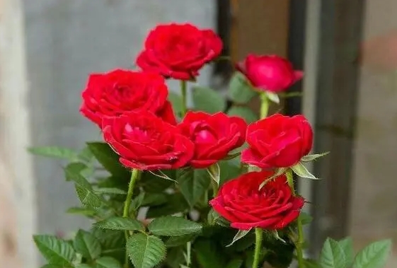 <b>季节的恋人玫瑰花开时间四月至六月，每一刻都编织着爱的故事</b>