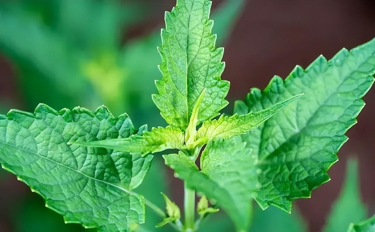 夏日清凉剂藿香的解暑功效秘籍，每一口都驱散炎热的侵袭