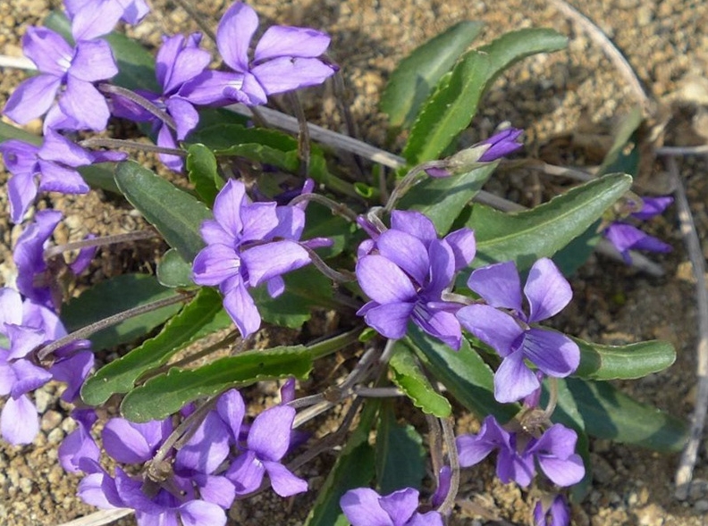 <b>紫色记忆紫花地丁与地丁草的关联，同根同源共绘生命的多彩画卷</b>