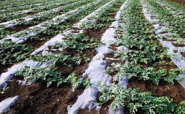 冬日润泽农业种植低温浇水技巧，保障作物温暖过冬