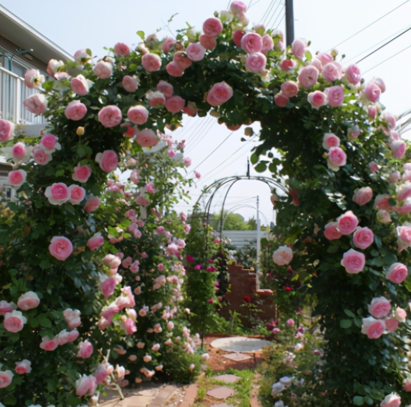 四季花语藤本月季花养殖管理要点，保持持续魅力的不二法门