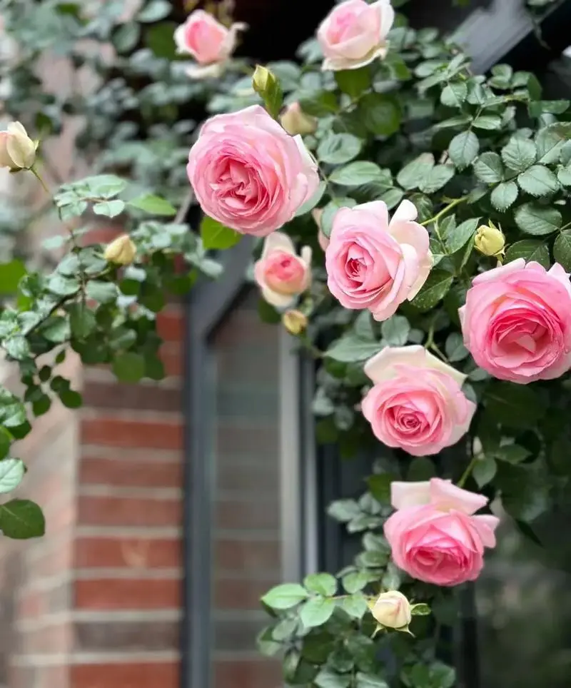 四季花语藤本月季花养殖管理要点，保持持续魅力的不二法门