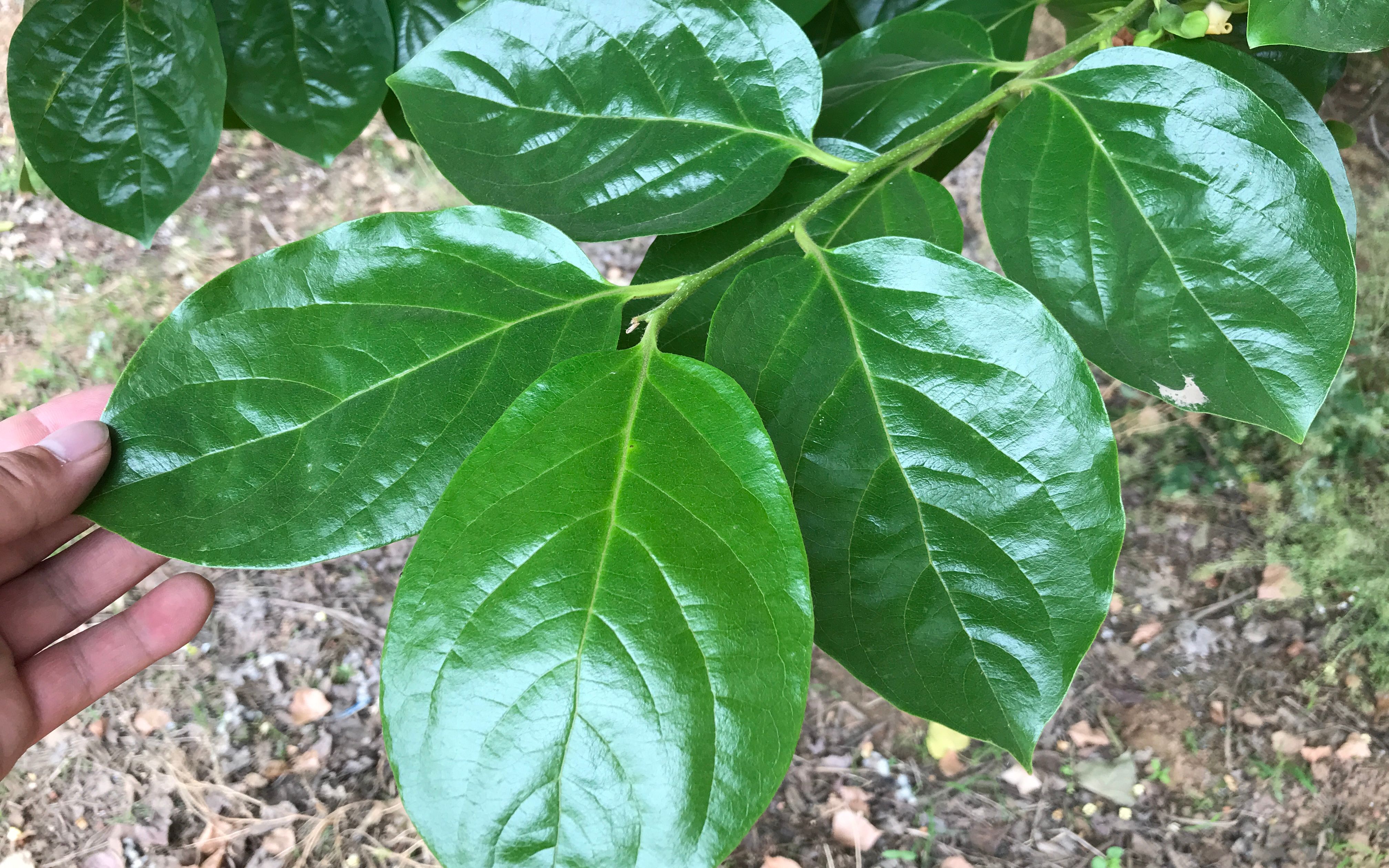 茶香养生：柿子叶茶的功效作用，从清热解毒到促进消化的益处