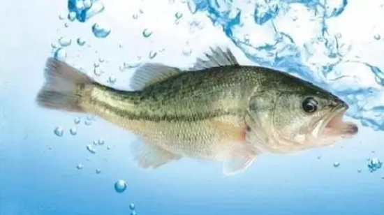 <b>加州鲈鱼冬季养殖宝典：温度调控与水质管理管理，打造恒温生长的养殖环境</b>